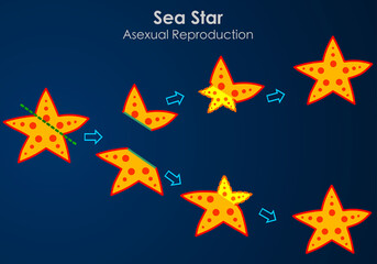 Sea star, regeneration, reproductive fission. Starfish cut in two, reproducing by dividing. Asexual reproduction, star fish division part steps. Dark blue ocean background. Biology Vector illustration
