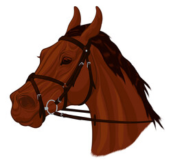 Portrait of a brown horse with ears laid back. Image of a young stallion dressed in Mexican figure eight noseband bridle with a snaffle bit. Vector clip art for equestrian and show jumping clubs.