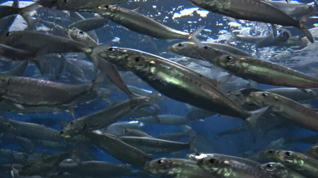 大群で泳ぐマイワシ  イワシ  4K  クロースアップ　School of Sardines. Sardinops Melanostictus.
