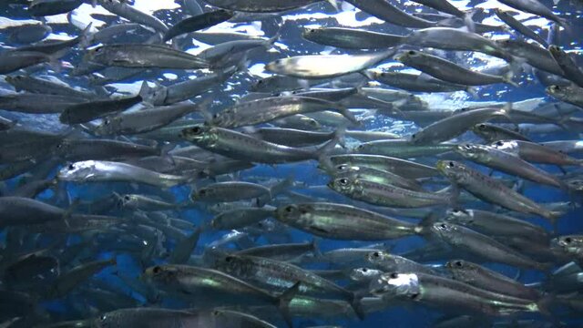 School of Sardines, Japanese pilchard swimming all together. Close up. 4K.  Sardinops melanostictus