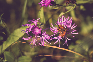 a butterfly with orange wings and black dots sitting on a purple flower in the sunlight during summer period