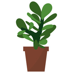 Crassula Potted Plant 
