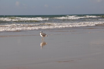 Möwen am Strand