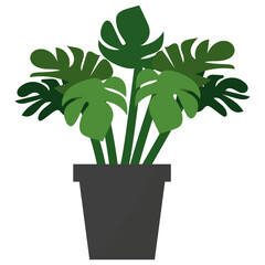 Monstera Potted Plant 