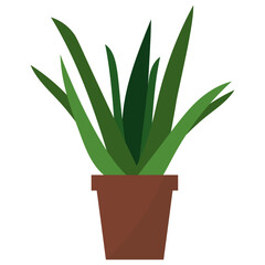 Aloe Potted Plant 