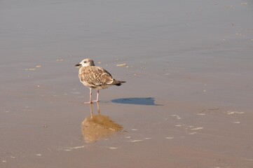 Möwen am Strand