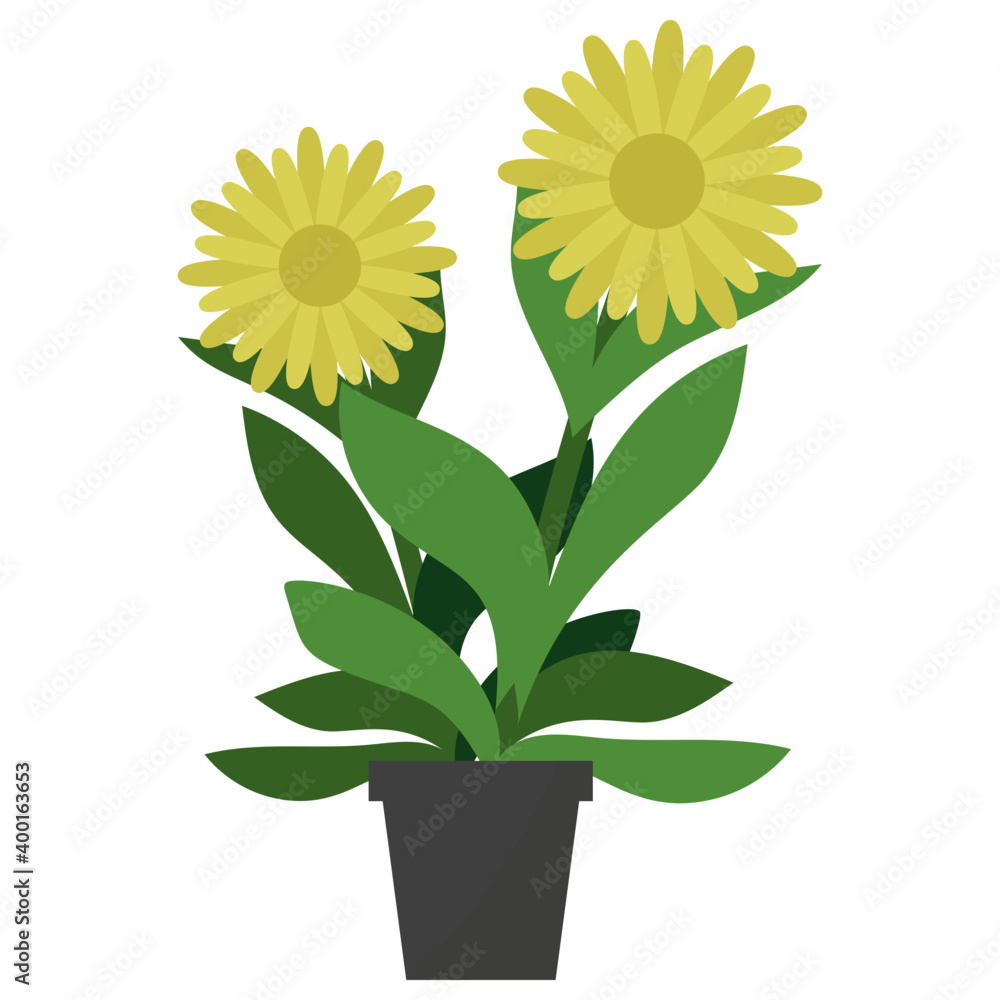 Wall mural arnica potted plant