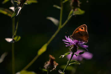 a butterfly with orange wings and black dots sitting on a purple flower in the sunlight during summer period