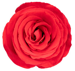 Red Rose isolated on white background, Rose isolated on white With clipping path.