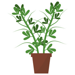 Fenugreek Potted Plant 