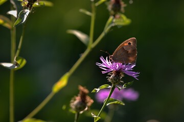 a butterfly with orange wings and black dots sitting on a purple flower in the sunlight during summer period