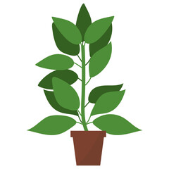 Lemon Potted Plant 