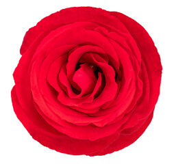 Red Rose isolated on white background, Rose isolated on white With clipping path.