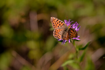 a butterfly with orange wings and black dots sitting on a purple flower in the sunlight during summer period