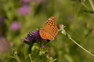 Naklejka premium a butterfly with orange wings and black dots sitting on a purple flower in the sunlight during summer period