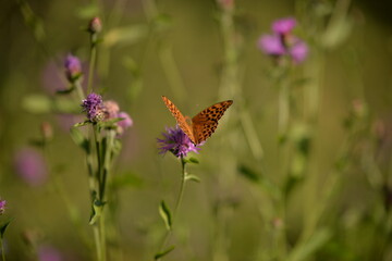 a butterfly with orange wings and black dots sitting on a purple flower in the sunlight during summer period