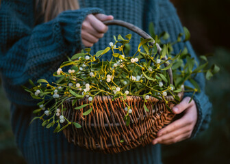Young girl holding a wicker basket with mistletoe branches with green leaves and white berries. (Viscum album). Christmas tradition concept. Selective focus. - obrazy, fototapety, plakaty