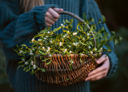 Young girl holding a wicker basket with mistletoe branches with green leaves and white berries. (Viscum album). Christmas tradition concept. Selective focus.