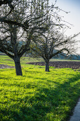 A vertical shot of trees in grassland on a sunny day