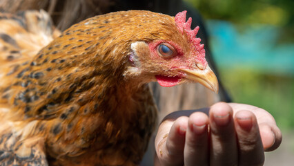 Girl with brown hen.