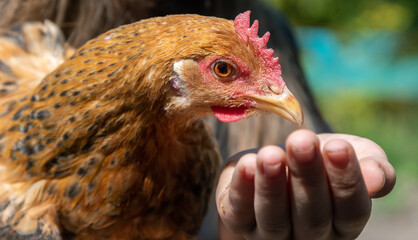Girl with brown hen.