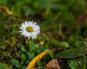 A selective focus shot of delicate chamomile in a garden
