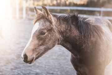 Obraz premium Fohlen