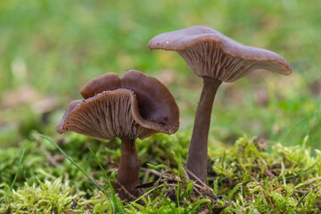 mushroom in the grass