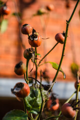 A vertical selective focus shot of Dog Rose rosehips