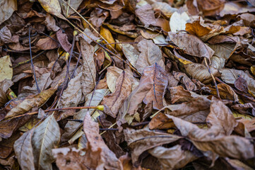 A selective focus shot of fallen autumn leaves on the grass