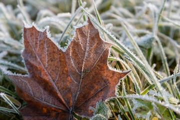 First frost is covering the plants.