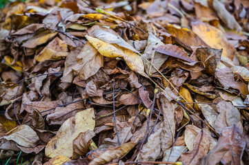 A selective focus shot of fallen autumn leaves on the grass