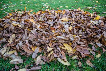A selective focus shot of fallen autumn leaves on the grass