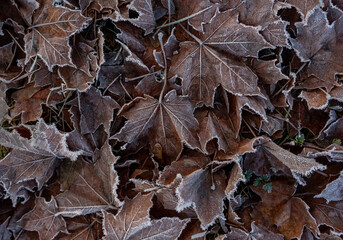 First frost is covering the plants.