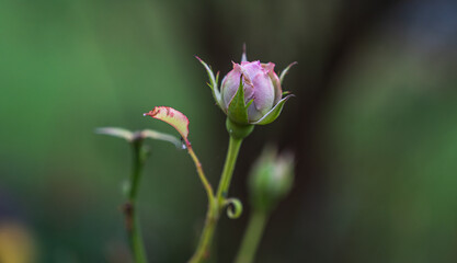 A selective focus shot of a delicate rosebud