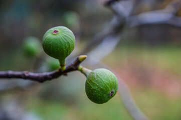 A selective focus shot of ripening figs on the branch