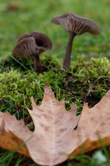 mushroom in the forest