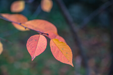 A selective focus shot of colorful autumn leaves on a branch
