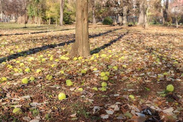 A scattering of fallen ripe fruits of Maclura near a tree trunk in a park (Latin Maclura), Mulberry family (Moraceae)