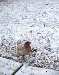 Poultry yard. Chickens walk around the yard, looking for food. Beautiful plumage, standing on one leg.