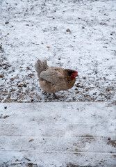 Poultry yard. Chickens walk around the yard, looking for food. Beautiful plumage, standing on one leg.