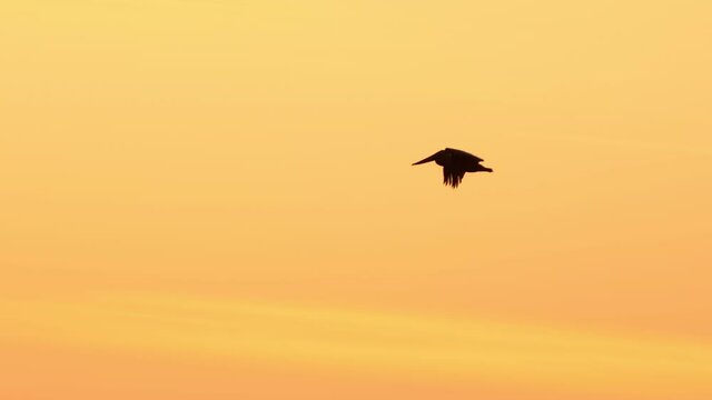 Slow motion shot of a pelican diving into the ocean to catch a fish at sunset.