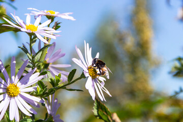 A bee collecting pollen from a chamomile flower on a clear sunny day.