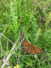 an orange butterfly with black dots sitting on the green grass right in the sunlight in summer season