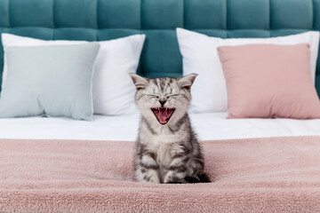 Fototapeta na wymiar Small kitten fold on the bed