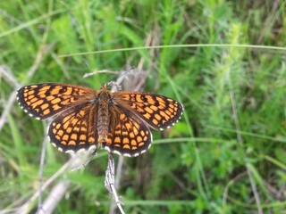 an orange butterfly with black dots sitting on the green grass right in the sunlight in summer season