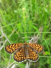 an orange butterfly with black dots sitting on the green grass right in the sunlight in summer season