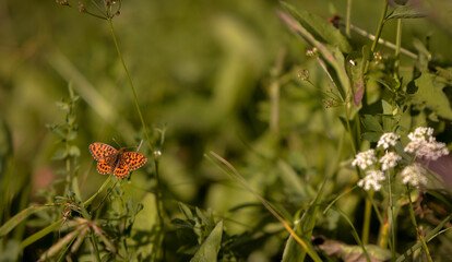 an orange butterfly with black dots sitting on the green grass right in the sunlight in summer season
