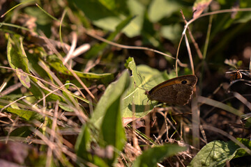 an orange butterfly with black dots sitting on the green grass right in the sunlight in summer season