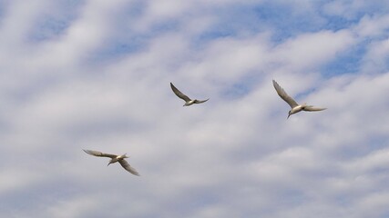 Seabirds, little tern flying with wide wings over the sky.